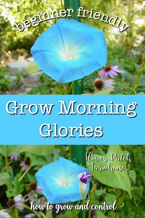 How to grow morning glory from seed. Easy for the beginner gardener and great when you need vertical interest in the garden. Hummingbirds and other pollinators love morning glories and the blooms will delight you all summer long. Morning glories come in a wide range of colors and grow rapidly enough to cover a fence or trellis in weeks. Every cottage garden needs morning glories. #easygarden #vines #beginnergardening Morning Glory Plant, Morning Glory Seeds, Morning Glory Vine, Love Morning, Morning Glory Flowers, Climbing Flowers, Garden Vines, Morning Glories, Flower Patch