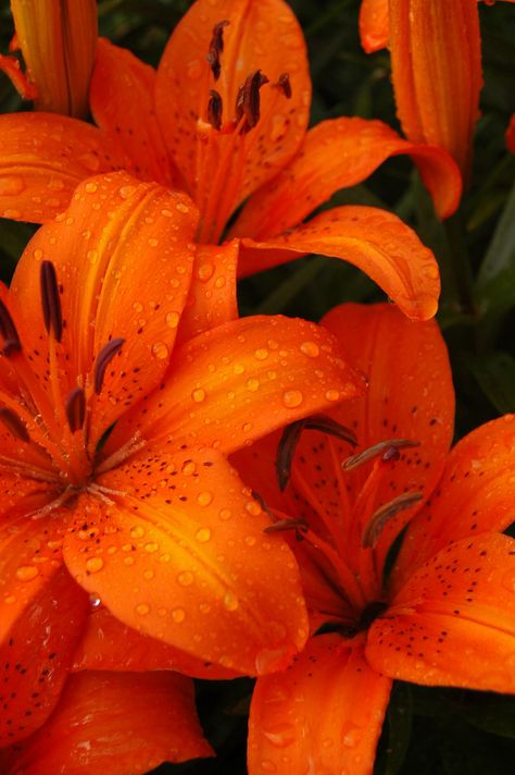 Tiger Lilies | Tiger Lilies, my mother's garden. | Aaron Tank | Flickr Tiger Lilies, Orange Tiger, Fleur Orange, Orange You Glad, Orange Aesthetic, Orange Wallpaper, Orange Is The New, Orange Art, Orange Crush