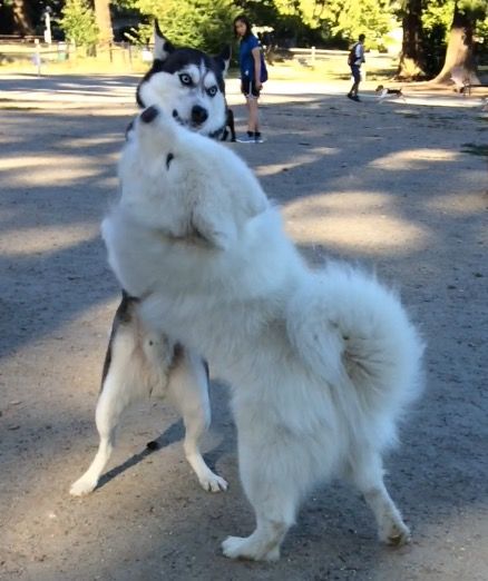 Siberian Husky and Samoyed Husky And Samoyed, Siberian Samoyed, Samoyed Husky, Smartest Dog Breeds, Wolf Husky, Alaskan Husky, Cute Husky, Snow Dogs