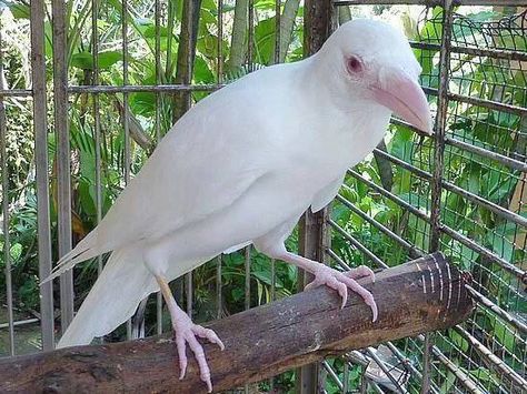 White crow .. Plants, Animals, Albino Crow, Rare Albino Animals, White Crow, Albino Animals, Parrot, Twitter, White