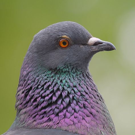 Pigeon Feather, Exhausted Pigeon, Feral Pigeon, Pigeon, Birds, Photography, Animals, Art