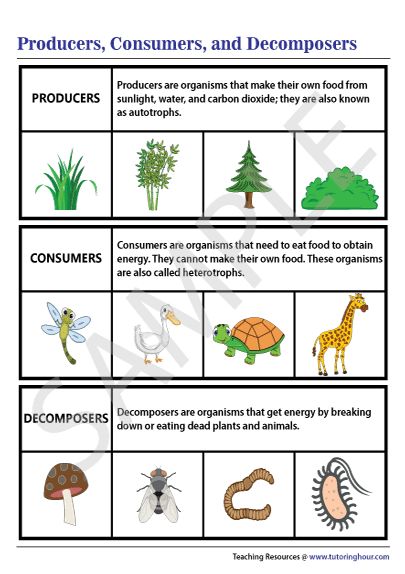 Producers, Consumers, and Decomposers Chart Decomposers Science Activity, Producers Consumers Decomposers Activity, Decomposers Activity, Producers Consumers Decomposers, Science Life Cycles, Science Chart, Trophic Level, Tech Lab, 4th Grade Science