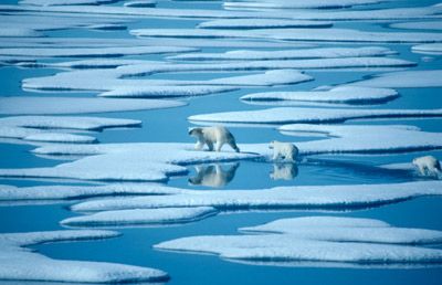 Prevent Global Warming Polar Ice Caps Melting, What Is A Conservatory, Polar Bear On Ice, Indigenous Peoples Day, Greenhouse Effect, Earth Atmosphere, Ice Melting, Portfolio Inspiration, Arctic Animals