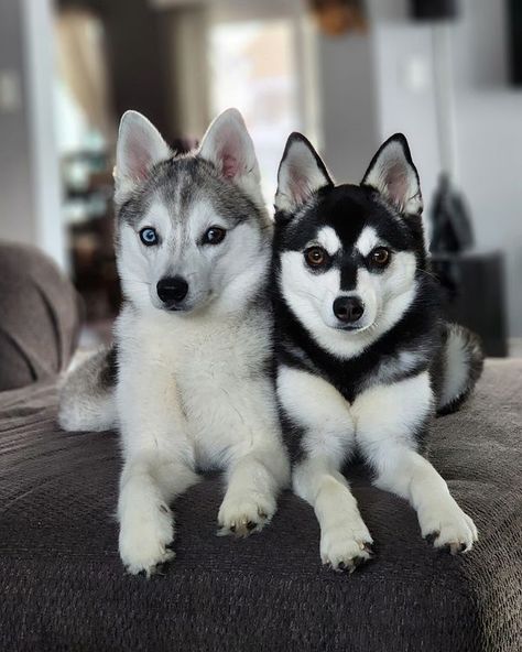 Alaskan Klee Kai | Arrow&Lily, they are 3 weeks apart and from 2 different breeders | Facebook Mini Husky Alaskan Klee Kai, Service Dogs Breeds, Mini Huskies, Alaskan Klee Kai, Service Dog, Service Dogs, Dog Breed, 3 Weeks, Small Dogs