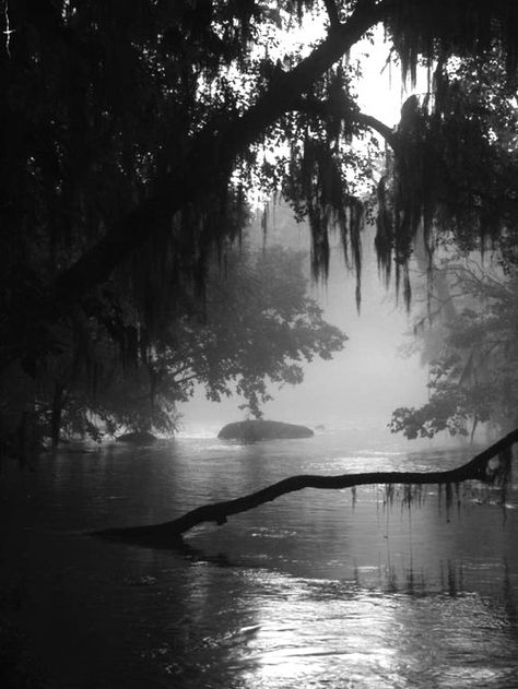 Dark Naturalism, Dark Forest Aesthetic, Chilly Morning, Foggy Forest, Southern Gothic, Pretty Landscapes, Spanish Moss, Gothic Aesthetic, Beautiful Dark Art