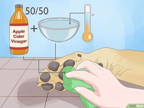 Apple Cider Vinegar For Dog Paws, Stinky Dog Paw Remedy, Diy Paw Cleaner For Dogs, Dog Paw Infection, Dogs Feet Smell Like Fritos, If Dog Licks Paw, How To Clean Dog Paws, Home Remedy For Dogs Itchy Paws, Dog Paw Soak Diy