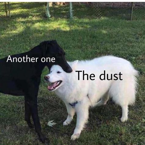 Just Doggo Things on Instagram: “And another one bites the dust . . . . . . .  #dogs #dog #doggo #doggos #puppy #puppies #dogsofinstagram #dogstagram #doglover #dogsofig…” Animal Humor Dog, Another One Bites The Dust, Funny Quotes Sarcasm, Memes Sarcastic, Funny Relationship, Funny Love, Funny Animal Pictures, Sarcastic Humor, Funny Me