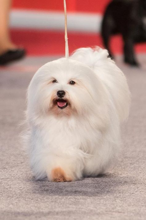 Cotton De Tulear Haircut, Cotton De Tulear Dogs, Coton De Tulear Haircut, Cotton De Tulear, Minion Humor, Bolognese Dog, Coton De Tulear Dogs, Dog Types, Every Dog Breed