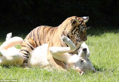 Tiger playing with surrogate dog mother Tiger And Dog, Wolf And Tiger, White Wolf Dog, Tiger Playing, Wolf Life, Tiger Kids, Tiger Cubs, Fun Animals, Surrogate Mother