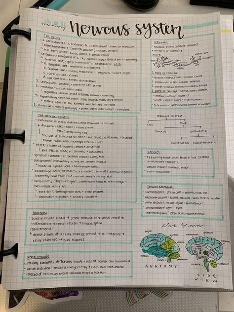 Notes On Nervous System, Anatomy Nervous System Notes, Notes Aesthetic Anatomy, Anatomy Notes Ideas, Biology Notes Nervous System, Anatomy And Physiology Notes Study Nervous System, Nervous System Anatomy Notes, Psychology Study Notes Aesthetic, Neuroscience Notes Aesthetic