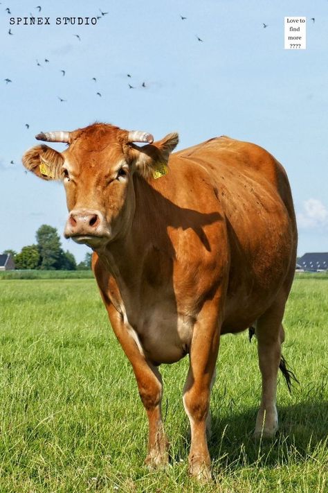 Cattle are large, domesticated, cloven-hooved herbivores, adult females are referred to as cows and adult males are referred to as bulls. Animals, Art, Cow, Baby Shower, Male Cow, Male And Female, Art Reference