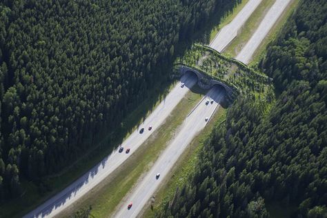 Getting to Banff is Easier Than You Think | Banff & Lake Louise Tourism Boring Pictures, Kootenay National Park, Trans Canada Highway, Road Kill, Yoho National Park, Photography Wildlife, Banff Alberta, Landscape Architecture Design, Pedestrian Bridge