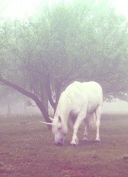 Unicorn Life, Real Unicorn, Yennefer Of Vengerberg, Unicorn Pictures, Unicorn And Glitter, Unicorns And Mermaids, Legendary Creature, Unicorn Lover, Magical Unicorn