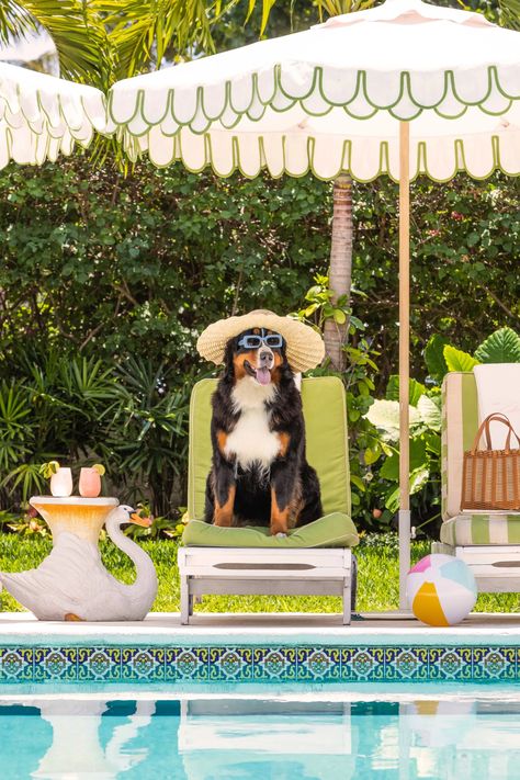 The Bernese Mountain Dog, The Colony Hotel | Gray Malin Dog Chaise Lounge, Casa Aesthetic, Palm Beach Lifestyle, Pet Advertising, Colony Hotel, The Dog Star, Dog Marketing, The Colony Hotel, Beach Inspired Decor