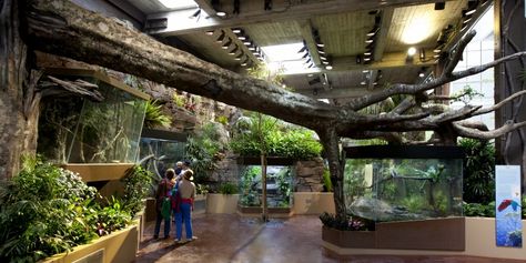 Animal Breeding, Reptile Zoo, Zoo Aquarium, San Francisco Zoo, Zoo Project, Zoo Architecture, Zoo Ideas, Reptile House, Museum Exhibition Design