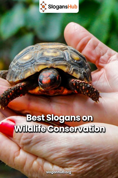 Best Slogans on Wildlife Conservation Save Wildlife Slogans, Best Slogans, Raise Your Voice, Save Wildlife, Cool Slogans, Join Hands, Let Them Be, Different World, Save Animals