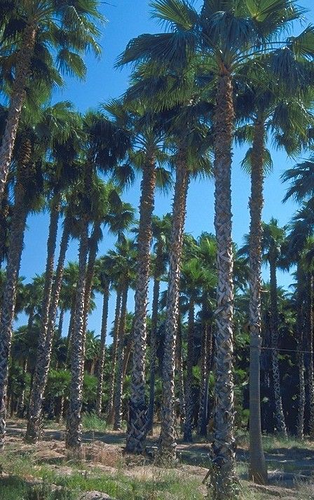 Mexican Fan Palm Trees, Fan Palm Tree, Mexican Fan Palm, Trees Pictures, Palm Tree Pictures, California Plants, Tree Pictures, Fan Palm, Canyon Lake