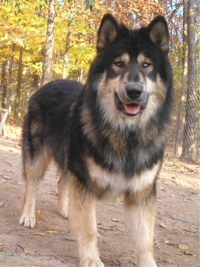 Native American Indian Dog Native American Dog, Native American Indian Dog, American Indian Dog, Indian Dog, Wolf Hybrid, American Dog, Anatolian Shepherd, Hybrid Dogs, English Mastiff