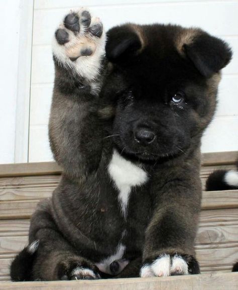 American Akita Dog, Caine Husky, Japanese Akita, Akita Puppies, Baby Smile, American Akita, Akita Inu, Akita Dog, Dog Puppies