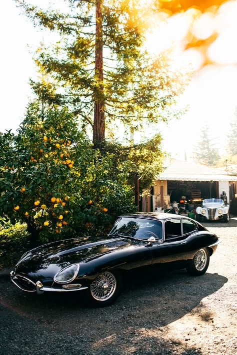 Jaguar Type E, Jaguar Type, Jaguar (cars), Auto Vintage, Jaguar Land Rover, Cars Vintage, Jaguar Car, Jaguar E, Jaguar E Type