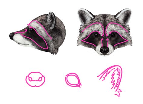 How to Draw Animals: Red Pandas and Raccoons - Tuts+ Design & Illustration Tutorial Draw Raccoon, Racoon Illustration, Raccoon Eyes, Raccoon Drawing, Raccoon Illustration, How To Draw Animals, Eyes Images, Raccoon Art, Illustration Tutorial