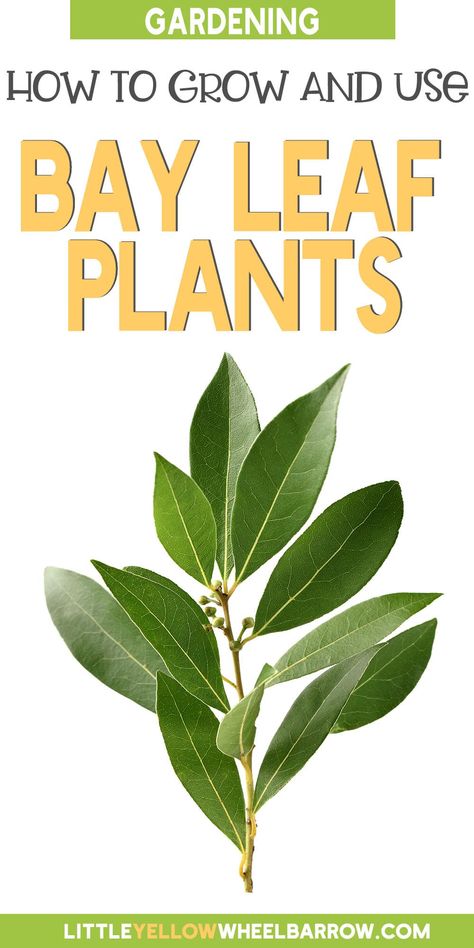 Bay Leaf Plant, Plant Companions, Bay Leaf Tree, Bay Laurel Tree, Burning Bay Leaves, Bay Laurel, Laurel Tree, Growing Basil, Bay Tree