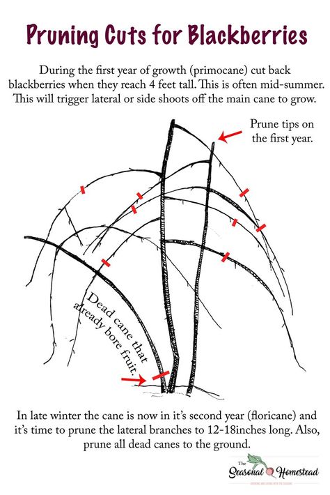 Pruning Blackberries, Blackberry Trellis, Plantarea Legumelor, Blackberry Plants, Growing Blackberries, Pruning Fruit Trees, Berry Garden, Fruit Bushes, Growing Fruit Trees