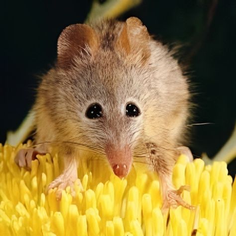 Nature, Cute Mole Animal, Honey Possum, Interesting Animals, Australian Animals, Creature Feature, Silly Animals, Weird Animals, Rodents