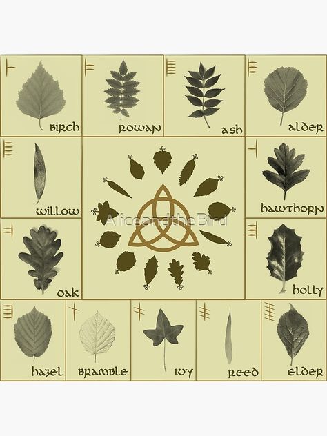 Celtic Writing, Tree Leaf Identification, Alphabet Tree, Celtic Folklore, Ogham Alphabet, Leaf Identification, Tree Identification, Nature School, Pagan Rituals