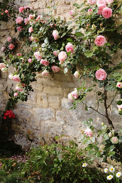 Photo by Gabriella Hileman in Normandy, France. Climbing Roses, English Roses, Vines And Flowers, Rose House, نباتات منزلية, Rose Belle, Colorful Roses, Rose Cottage, Garden Cottage