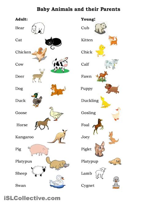 Animals Name In English, Baby Animal Names, English Activities For Kids, Learning English For Kids, English Worksheets For Kids, Kids English, English Verbs, Young Animal, English Language Teaching