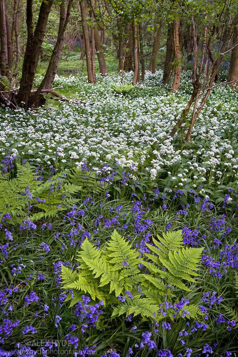 Wild garlic / Ramsons {Allium ursinum} and bluebells {Endymion nonscriptus} flowering in deciduous woodland, Peak District National Park, Derbyshire, UK, May Woodland Plants, Woodland Flowers, Peak District National Park, Green Inspiration, Wild Garlic, Garden Architecture, Forest Garden, Woodland Garden, Peak District