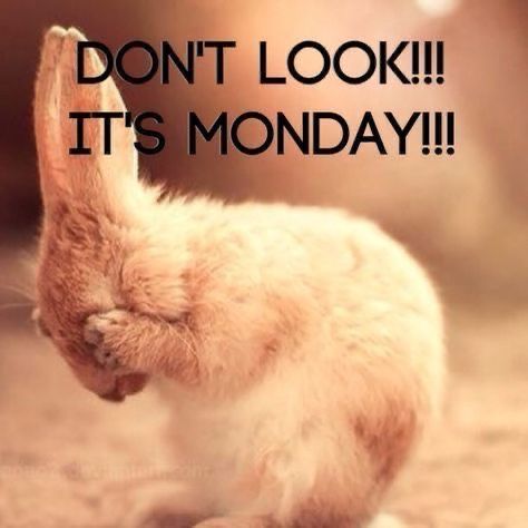 Monday Quotes Funny, Happy Monday Quotes, I Hate Mondays, Morning Memes, Monday Memes, Friday Quotes Funny, Morning Quotes For Him, Monday Humor, Weekday Quotes