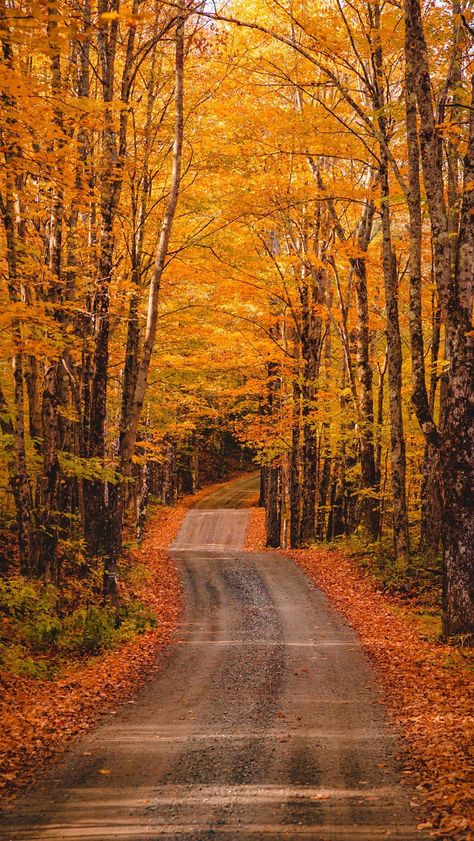 Vermont Foliage, Autumn Tale, Fall Senior Portraits, Woodstock Vermont, Vermont Fall, Scenic Photos, Dream Places, Autumn Drives, Fall Time