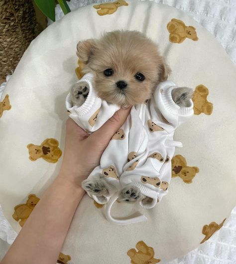 Cute Puppies Fluffy, Cute Puppies French Bulldog, Small Fluffy Dogs Breeds, Really Cute Dogs And Puppies, Shitzu Poodle Mix Puppies, Cute Dog Cakes, Small Fluffy Puppies, Funny Dog Pictures Hilarious, Baby Dogs Puppy