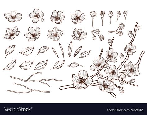 Almond Blossom Drawing, Apple Flower Drawing, Almond Flower Tattoo, Plum Blossom Drawing, Apple Blossom Drawing, Sakura Doodle, Sakura Flower Illustration, Pen Vector, Flowers Sakura