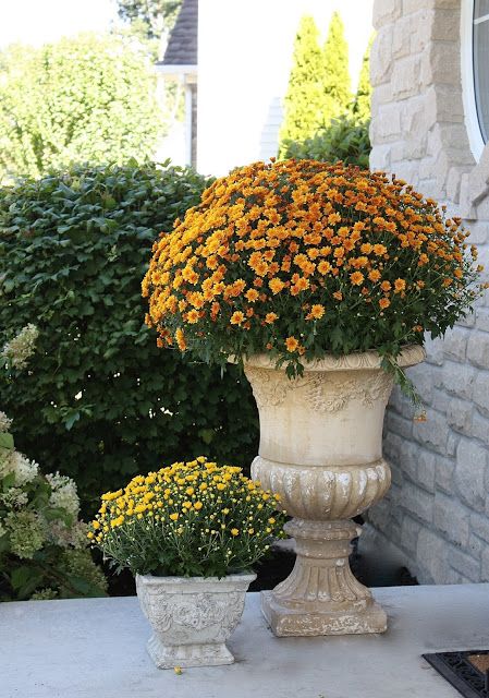 Mums In Urns, White Mums Front Porch, Mums In Planters, Fall Urn, Garden Mums, Traditional Fall Decor, Fall Container Plants, Fall Lifestyle, Yellow Mums