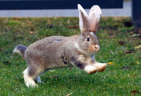 Binky Bunny! Bunnies Hopping, Giant Bunny, Beautiful Rabbit, Hippity Hoppity, Rabbit Care, Interesting Animals, Bunny Pictures, Cuddly Animals, Honey Bunny