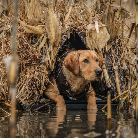 Labs Hunting, Hunting Senior Pictures, Duck Hunting Dogs, Dog Pond, Hunting Photography, Dog Hunting, Red Labrador, Hunting Dog, Pretty Dogs