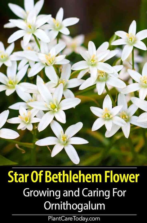 Ornithogalum (Star Of Bethlehem Flower) flowering perennial, six petal white flowers, invasive in some regions, easy to grow, narrow grass-like foliage, linear leaves. [DETAILS] Star Of Bethlehem Flower, White Perennial Flowers, Biblical Garden, The Star Of Bethlehem, Garden Flowers Perennials, Indoor Flowering Plants, Easy Plants To Grow, Flower Garden Ideas, Plant House