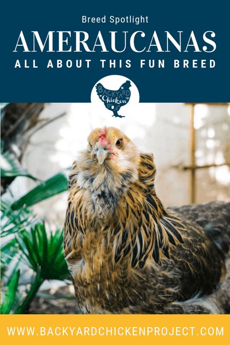 Americana Chickens Hens, Americana Chickens Eggs, Americauna Chickens, Americana Chickens, Ameraucana Chicken, Araucana Chickens, Raising Chicken, Raising Farm Animals, Types Of Chickens