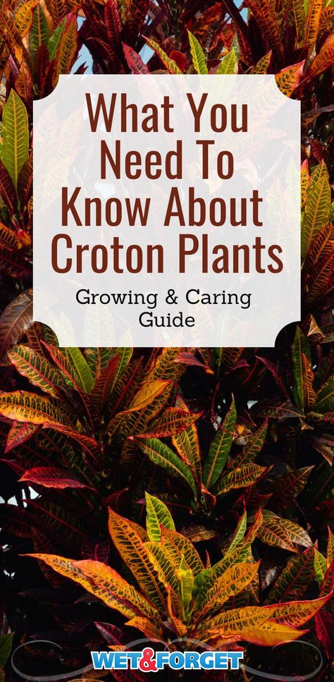 Potted Plants Full Sun, Crotons Plants, Croton Plant Care, Mum Planters, Croton Plant, Codiaeum Variegatum, Fall Landscaping, Arizona Gardening, Outside Plants