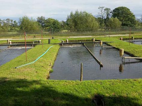 Seafood Farming, How To Start Fish Farming, Fish Farming Ideas, Aquaculture Fish Farming, Fish Farm, Fish Farming Ponds, Tilapia Fish Farming, Aquaculture Fish, Aquaponics Greenhouse