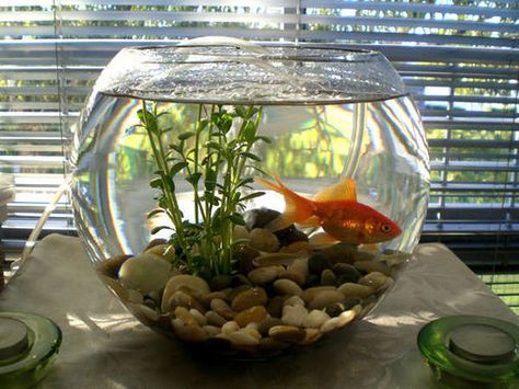 Klein Aquarium, Fish Bowl Decorations, Hiasan Dalaman Rumah, Small Fish Tanks, Indoor Vegetables, Diy Fish Tank, Indoor Water Garden, Goldfish Bowl, Indoor Vegetable Gardening