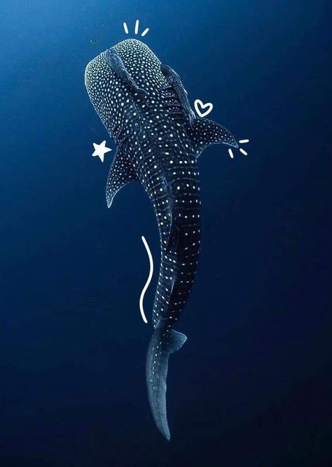 ☆Tiburón ballena☆ Cool Sea Creatures, Shark Pictures, Water Animals, Beautiful Sea Creatures, Cute Shark, A Whale, Aquatic Animals, Ocean Vibes, Pretty Animals