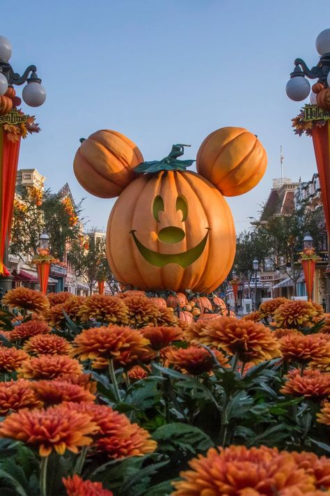 Disneyland's Oogie Boogie Bash Is Going to Be Frightful Fun For the Whole Family Disney World Halloween, Disneyland World, Mickey Pumpkin, Disneyland Halloween, Halloween Disney, Mickey Halloween, Disney Phone Wallpaper, Halloween Wallpaper Iphone, Oogie Boogie