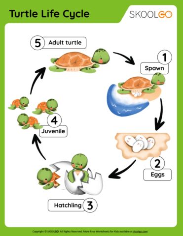 Life Cycle Of Sea Turtle, Turtle Life Cycle Craft, Turtle Lesson Plans Preschool, Turtle Games For Kids, Turtle Life Cycle Preschool, Life Cycle Projects For Kids, Turtle Activities For Kids, Turtle Activities For Preschool, Turtle Worksheet