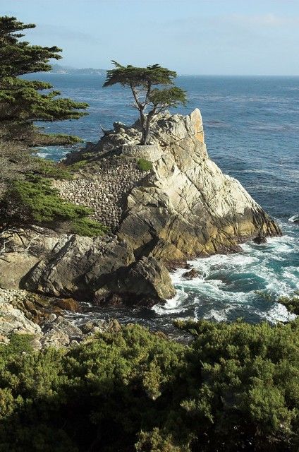 Lone Cypress Tree | The Lone Cypress Tree - a famous landmar… | Flickr Lone Cypress, Monterey Cypress, 17 Mile Drive, Watercolor Postcard, Cypress Trees, Famous Landmarks, Amazing Destinations, Monterey, Trees