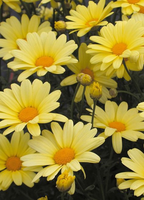 Nothing says spring more than a daisy, and Butterfly Argyranthemum delivers from spring into fall with eye-catching yellow blooms. Relaxing Garden Ideas, Daisy And Butterfly, Marguerite Daisy, Relaxing Garden, Sunflower Petals, Flower Identification, Sunflowers And Daisies, Yellow Plants, Yellow Garden