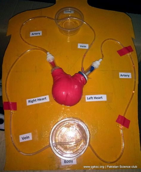 Best Working Model of Heart and Circulatory system of Human for Science Project Model Of Heart, Circulatory System Projects, Circulatory System For Kids, Biology Science Fair Projects, Circulatory System Activities, Human Body Systems Projects, Body Systems Project, Science Project Models, Science Exhibition Projects